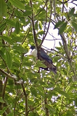 Hemiphaga novaeseelandiae novaeseelandiae