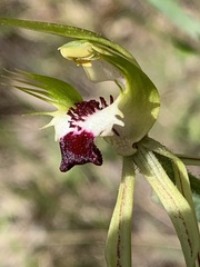 Caladenia atrovespa