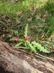 Grevillea quercifolia