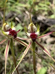 Caladenia atrovespa