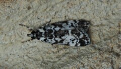 Scoparia exhibitalis