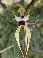 Caladenia atrovespa
