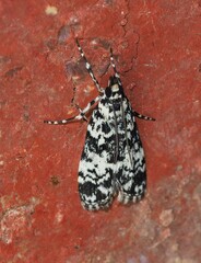 Scoparia exhibitalis