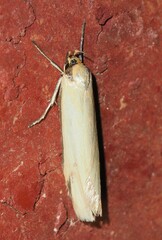 Philobota protecta