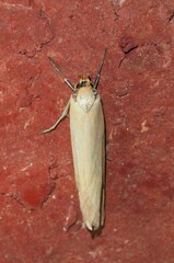Philobota protecta