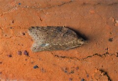 Epiphyas postvittana