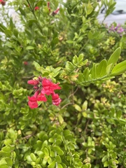 Gambelia