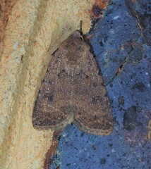 Caradrina clavipalpis