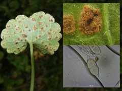Puccinia glechomatis