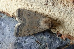 Caradrina clavipalpis