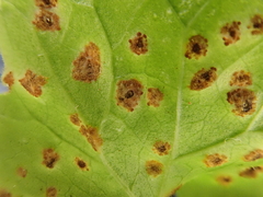 Puccinia glechomatis