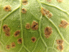 Puccinia glechomatis