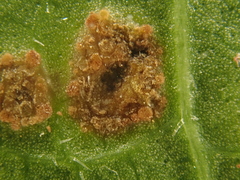 Puccinia glechomatis