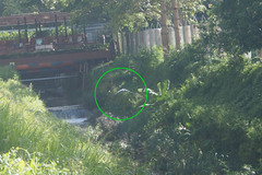 Nycticorax nycticorax