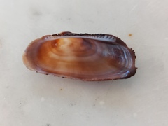 Barbatia barbata