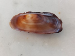 Barbatia barbata