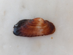 Barbatia barbata