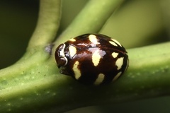 Ceratogergithus pseudotessellatus