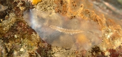 Acotylea
