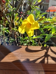 Allamanda cathartica