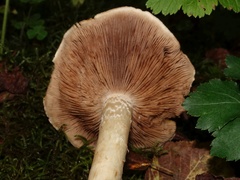 Hebeloma sinapizans