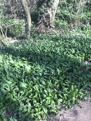 Allium ursinum