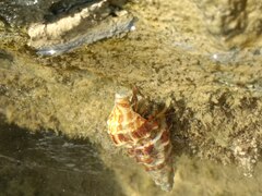 Clibanarius erythropus