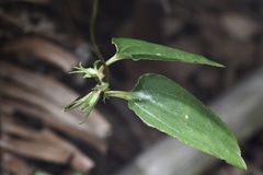 Tripterospermum nienkui