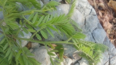 Dalbergia chlorocarpa image