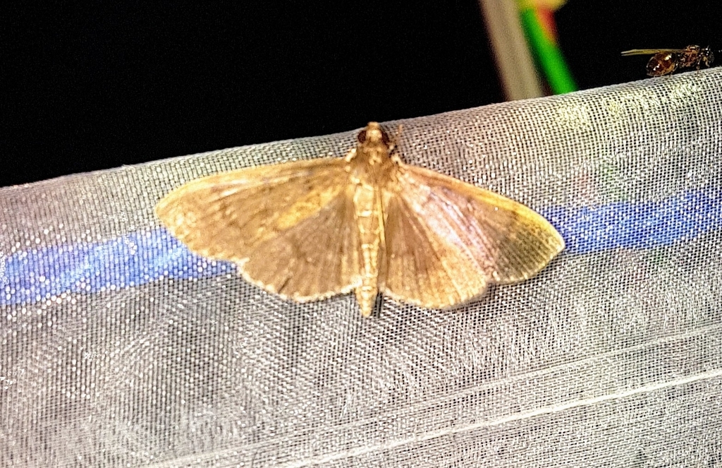 Syllepte microsema