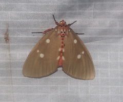 Tinolius eburneigutta