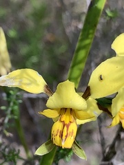 Diuris