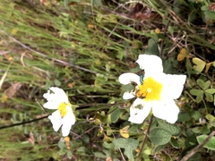 Cistus salviifolius
