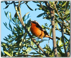 Phoenicurus moussieri