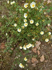 Cistus salviifolius