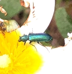 Psilothrix viridicoerulea