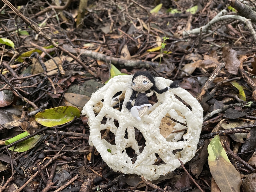 white basket fungus from Withiel Thomas Park, Auckland, Auckland, NZ on