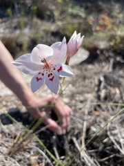 Gladiolus debilis