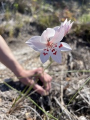 Gladiolus debilis
