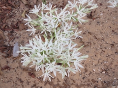 Vagaria parviflora