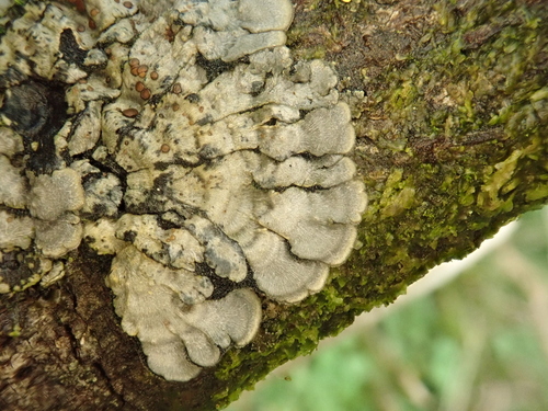 Pectenia cyanoloma