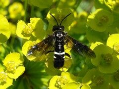 Tenthredo bifasciata
