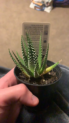 Haworthia
