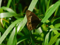 Mycalesis sudra