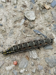 Theretra oldenlandiae