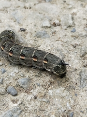 Theretra oldenlandiae