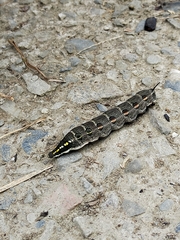 Theretra oldenlandiae