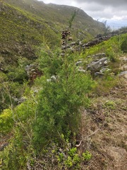 Widdringtonia nodiflora