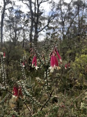 Epacris longiflora