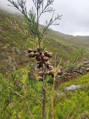 Widdringtonia nodiflora